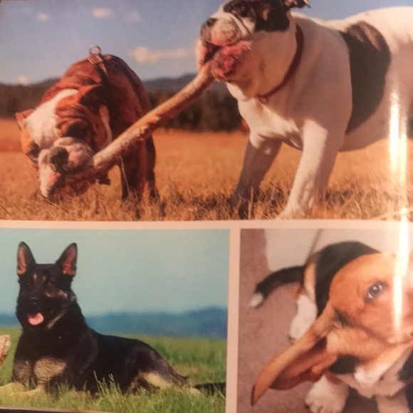 Book- Why Dogs Do That- A Collection of Curious Canine Behaviors by Tom Davis - Picture 9 of 11